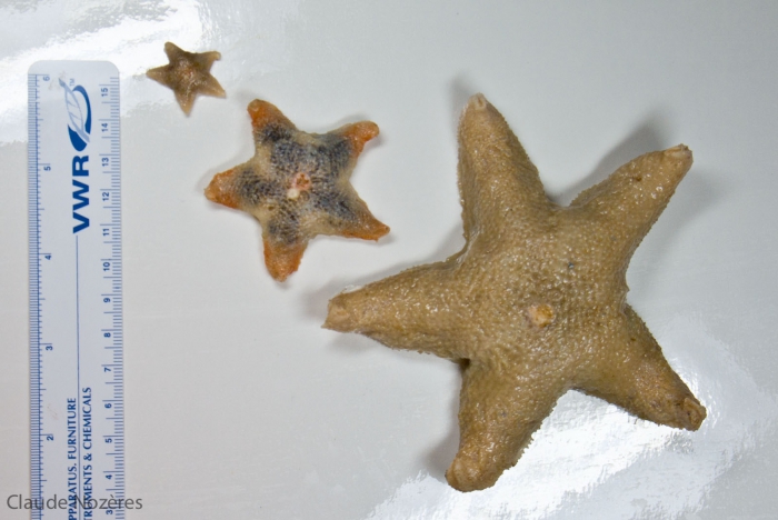 Pteraster militaris Pteraster militaris