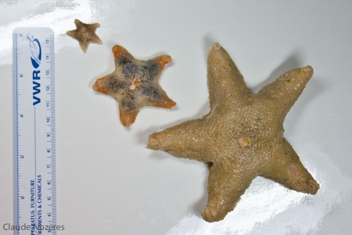 Pteraster militaris