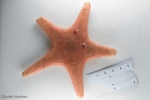 Sea stars