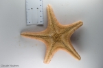 Pseudarchaster parelii - oral view, author: Nozes, Claude
