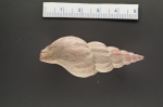 Molluscs