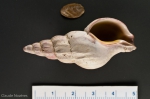 Colus kroeyeri with operculum, author: Nozes, Claude