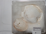 Molluscs