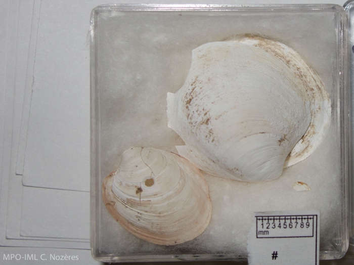 Thyasira trisinuata Thyasira trisinuata