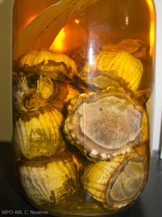 Coronula diadema Coronula diadema