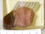 Actinauge verrillii - anemone on stone