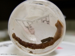 Polychaetes