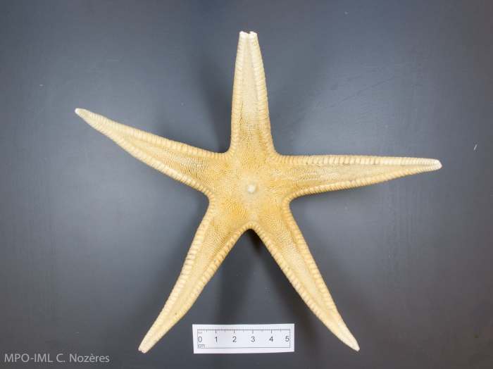 Psilaster andromeda - dried Psilaster andromeda - dried