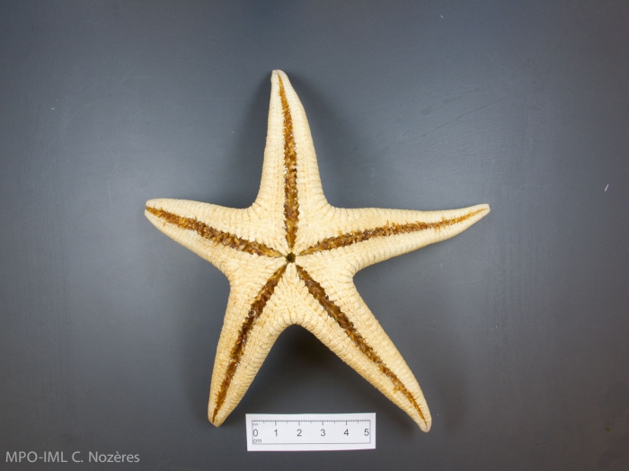 Psilaster andromeda - dried, oral view Psilaster andromeda - dried, oral view