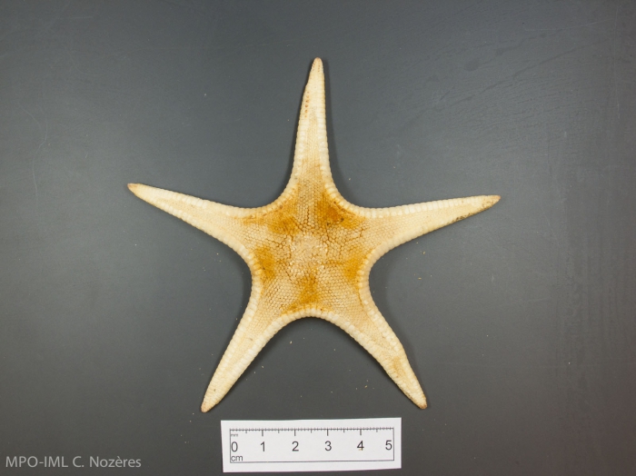 Pseudarchaster parelii Pseudarchaster parelii