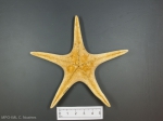 Echinoderms