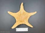 Hippasteria phrygiana-dried, author: Nozes, Claude