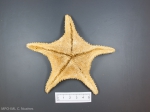 Sea stars