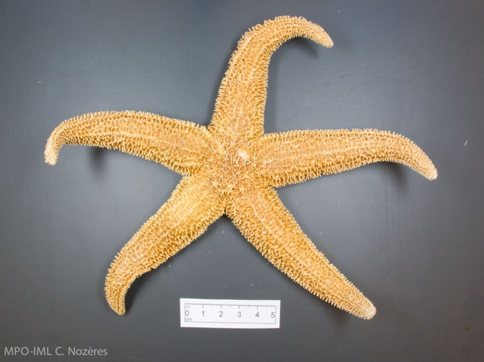 Asterias rubens Asterias rubens