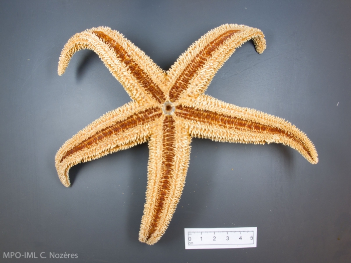 Asterias rubens-oral view Asterias rubens-oral view