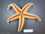 Echinoderms