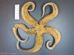 Sea stars