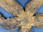 Sea stars