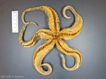 Sea stars