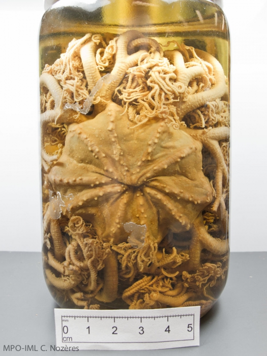 Gorgonocephalus arcticus-preserved Gorgonocephalus arcticus-preserved