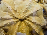 Ophiuroidea (brittle stars)