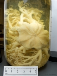 Echinoderms