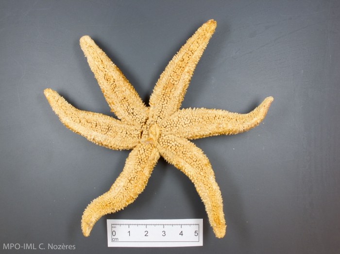Leptasterias polaris-oral view Leptasterias polaris-oral view