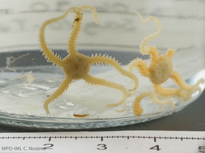 Ophiopus arcticus Ophiopus arcticus
