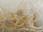 Echinoderms