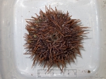 Sea urchins