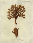 Spongia damicornis Original Plate of Esper's (1794) 