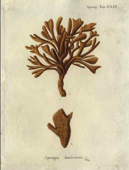 Spongia damicornis Original Plate of Esper's (1794) 
