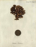 Spongia lactuca Original Plate of Esper's (1794) 
