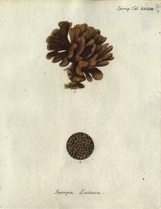 Spongia lactuca Original Plate of Esper's (1794) 