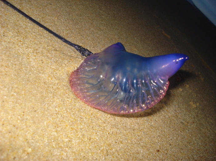 Physalia physalis Physalia physalis