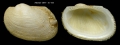 Bivalvia