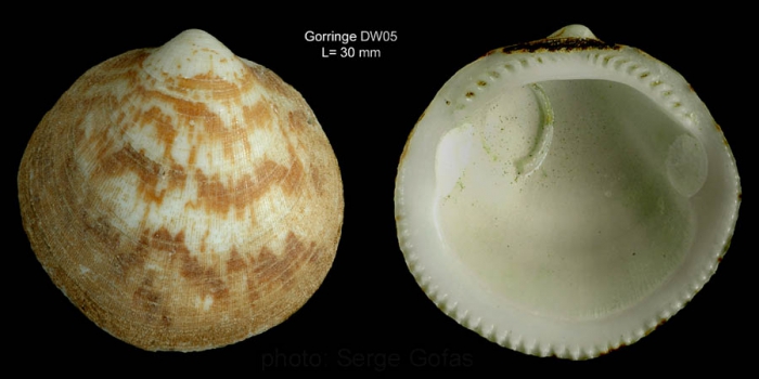 Glycymeris glycymeris (Linnaeus, 1758)Shell from Gorringe seamount, 36°32'N, 11°38'W, 180 m, 'Seamount 1' DW05 (actual size 30 mm)