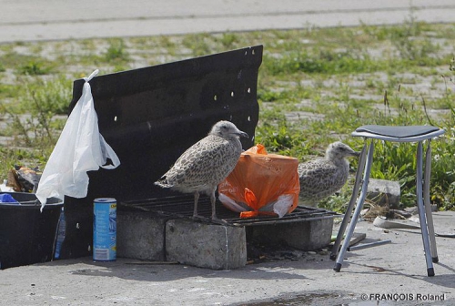 Jonge zilvermeeuwen aan de barbecue