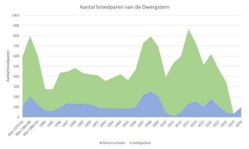 Aantal broedparen van dwergstern in de Westerschelde en de Delta.