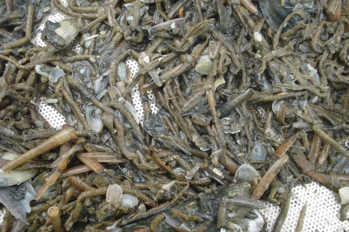 Sieved macrobenthos Sieved macrobenthos