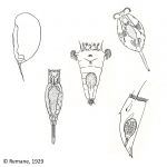 Rotifera (rotifers)