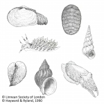 Mollusca (molluscs)