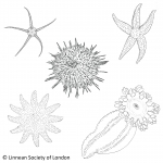 Echinodermata (echinoderms)