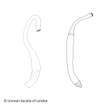 Sipuncula (peanut worms)