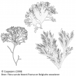 Rhodophyta