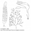 Phaeophyceae
