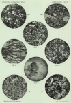 Zuidpoolexpeditie 1897-1899
