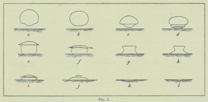 Arctowski (1902, fig. 03)