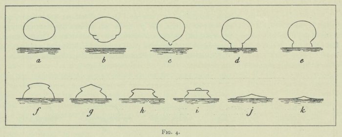 Arctowski (1902, fig. 04)