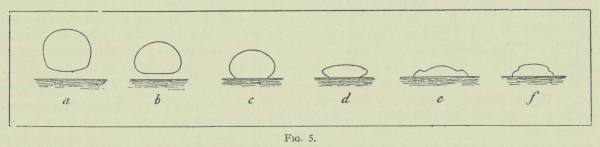 Arctowski (1902, fig. 05)